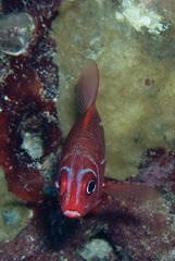 Sargocentron spiniferum