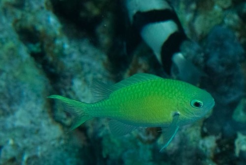 Blue-green Chromis — seen at this dive site