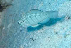 Amblygobius albimaculatus
