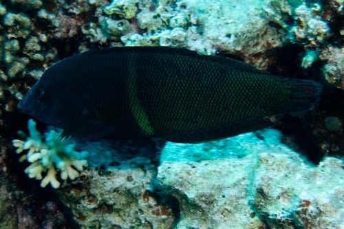 Clown Coris — seen at this dive site