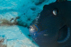 Pseudobalistes fuscus