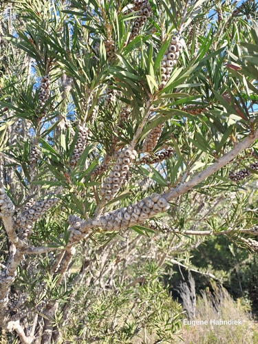 Image of Melaleuca rugulosa by (c) Eugene Hahndiek, some rights reserved (CC BY-SA)