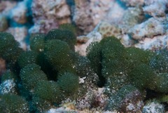 Tydemania expeditionis