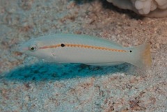 Halichoeres scapularis