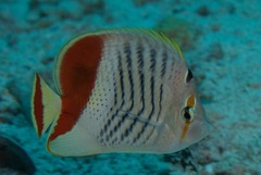 Chaetodon paucifasciatus