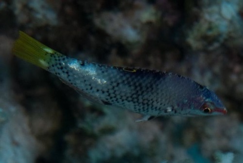 Checkerboard Wrasse — seen at this dive site