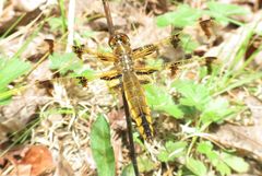 Libellula semifasciata