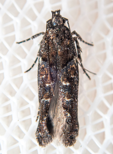 Telphusa sedulitella