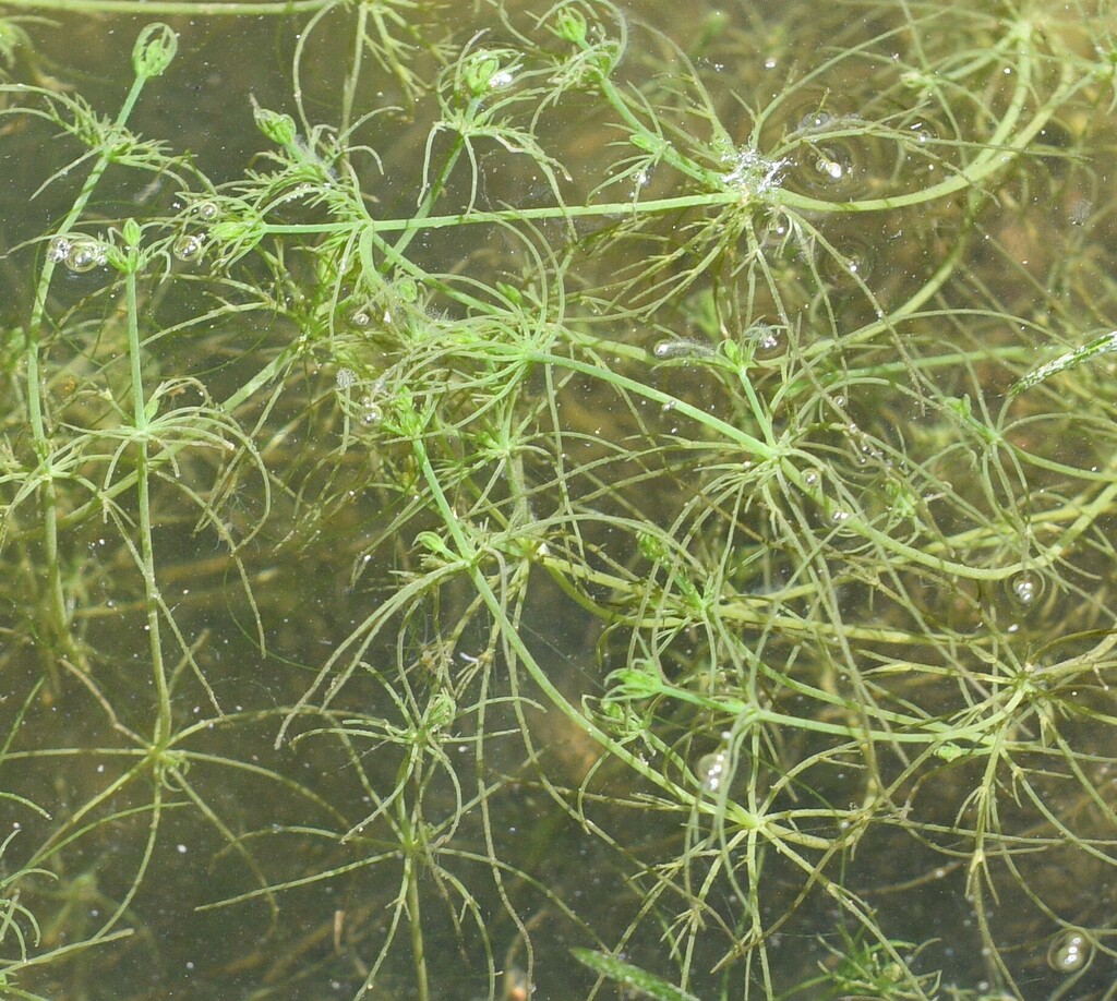 Common Stonewort From Mississauga, On, Canada On July 22, 2023 At 01:53 