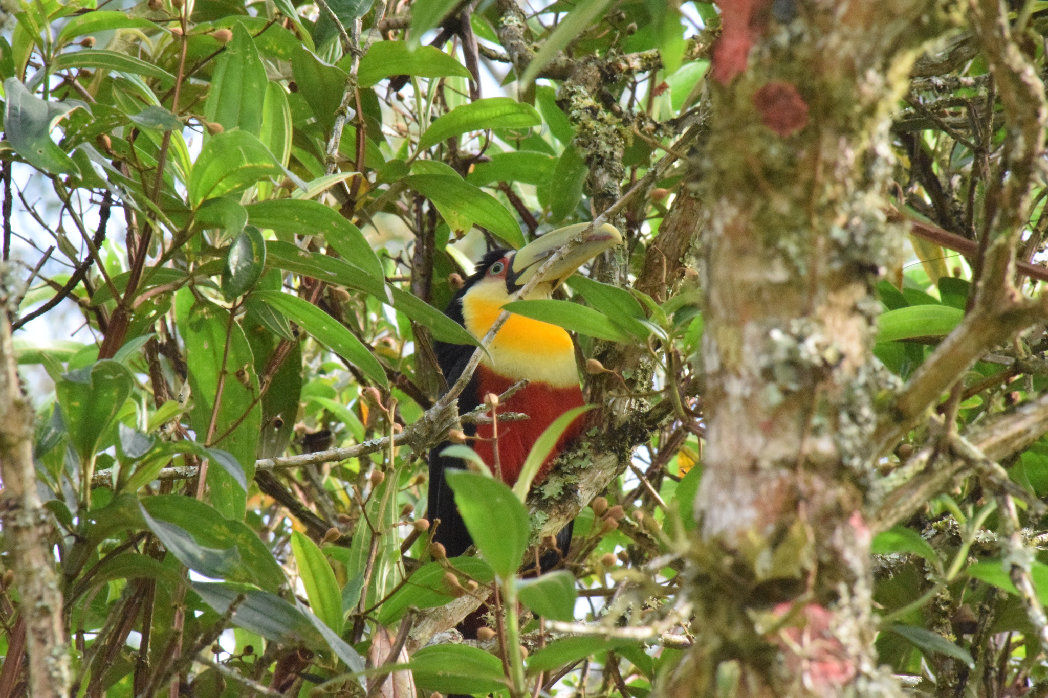 Green-billed toucan