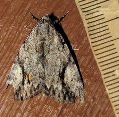 Catocala amica