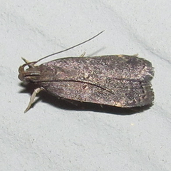 Helcystogramma melantherella