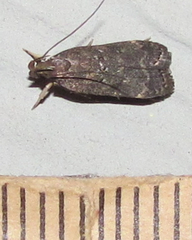 Helcystogramma melantherella