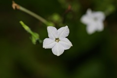 Nicotiana repanda