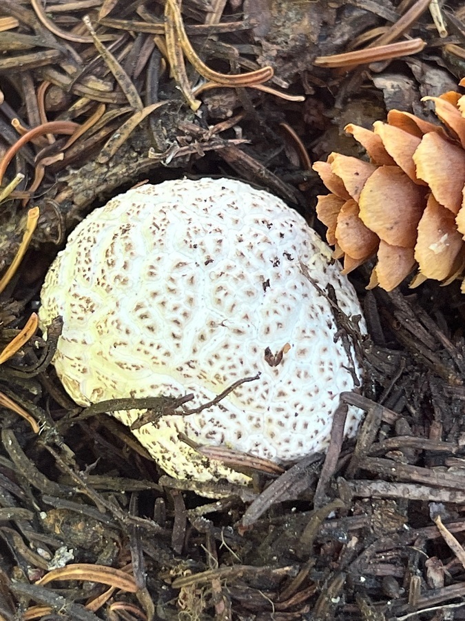 Handkea lycoperdoides