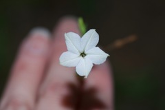 Nicotiana repanda