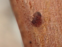 Ectopsocus vachoni