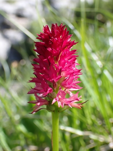 Image of Gymnadenia miniata by (c) Elias, some rights reserved (CC BY)