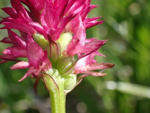 Image of Gymnadenia miniata by (c) Elias, some rights reserved (CC BY)