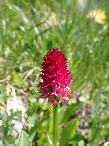 Image of Gymnadenia miniata by (c) Elias, some rights reserved (CC BY)