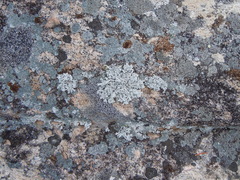 Stereocaulon saxatile