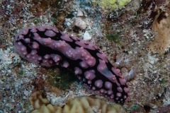 Phyllidiopsis sinaiensis