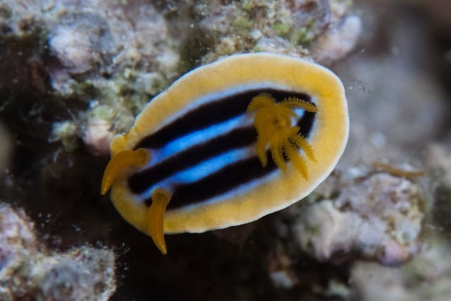 Striped pyjama nudibranch
