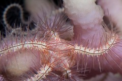 Ophiothrix