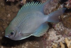 Amblyglyphidodon indicus