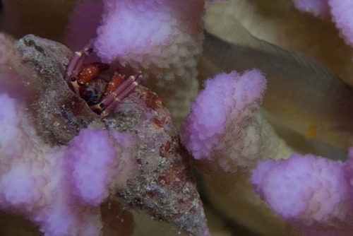 Calcinus rosaceus