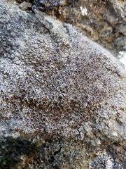 Lecanora pseudistera
