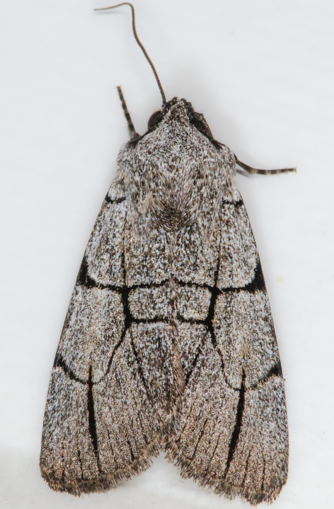 Sympistis figurata