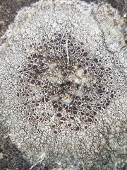 Lecanora pseudistera