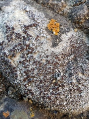 Lecanora pseudistera