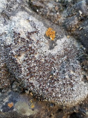 Lecanora pseudistera