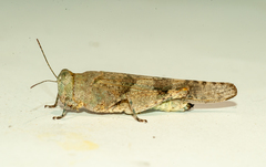 Sphingonotus haitensis