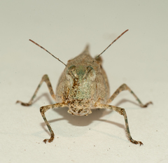 Sphingonotus haitensis