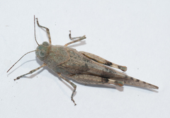 Sphingonotus haitensis