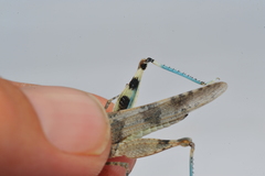 Sphingonotus haitensis