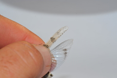 Sphingonotus haitensis