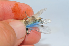 Sphingonotus haitensis