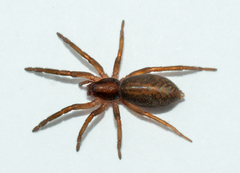 Teminius insularis