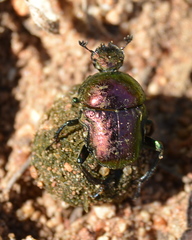 Gymnopleurus virens