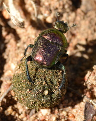 Gymnopleurus virens