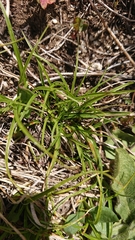 Carex breviculmis