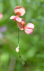Indigofera filipes