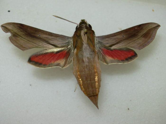 Hippotion boerhaviae