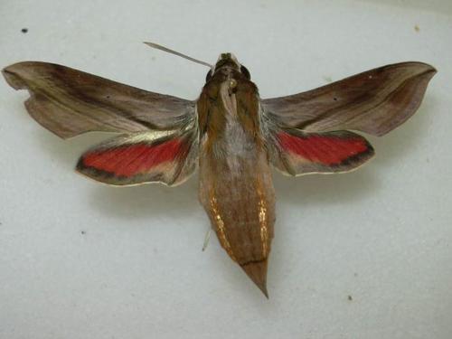 Hippotion boerhaviae Fabricius, 1775