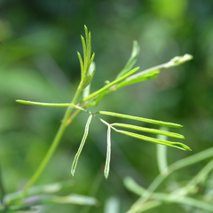 Indigofera filipes