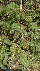 Chaerophyllum eriopodum